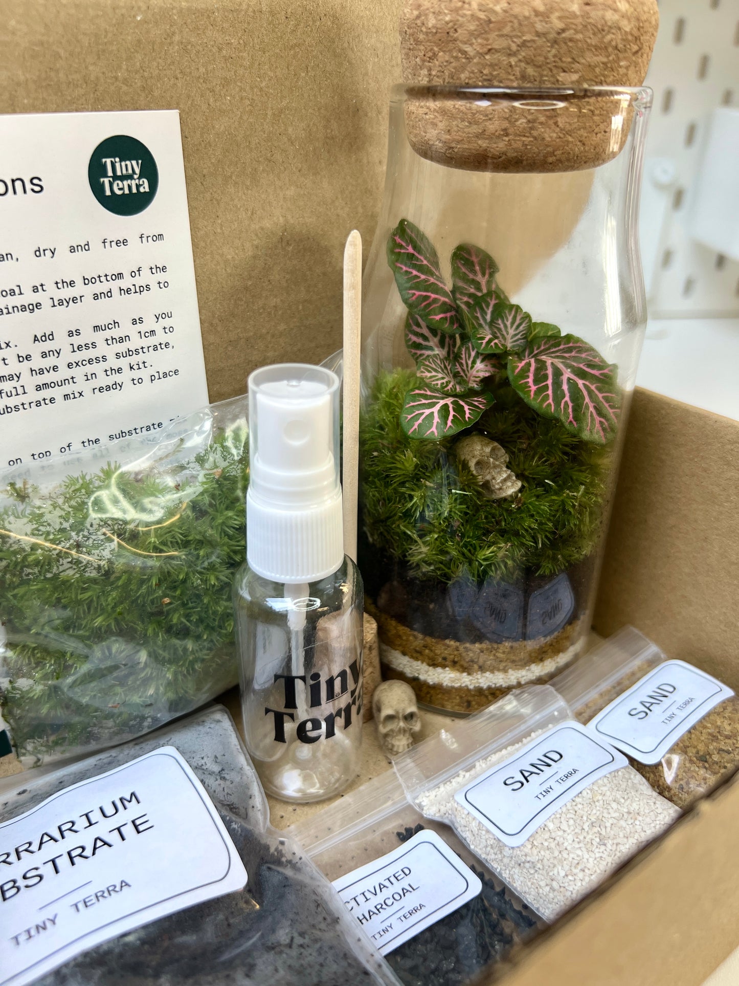 DIY Skull Terrarium Kit