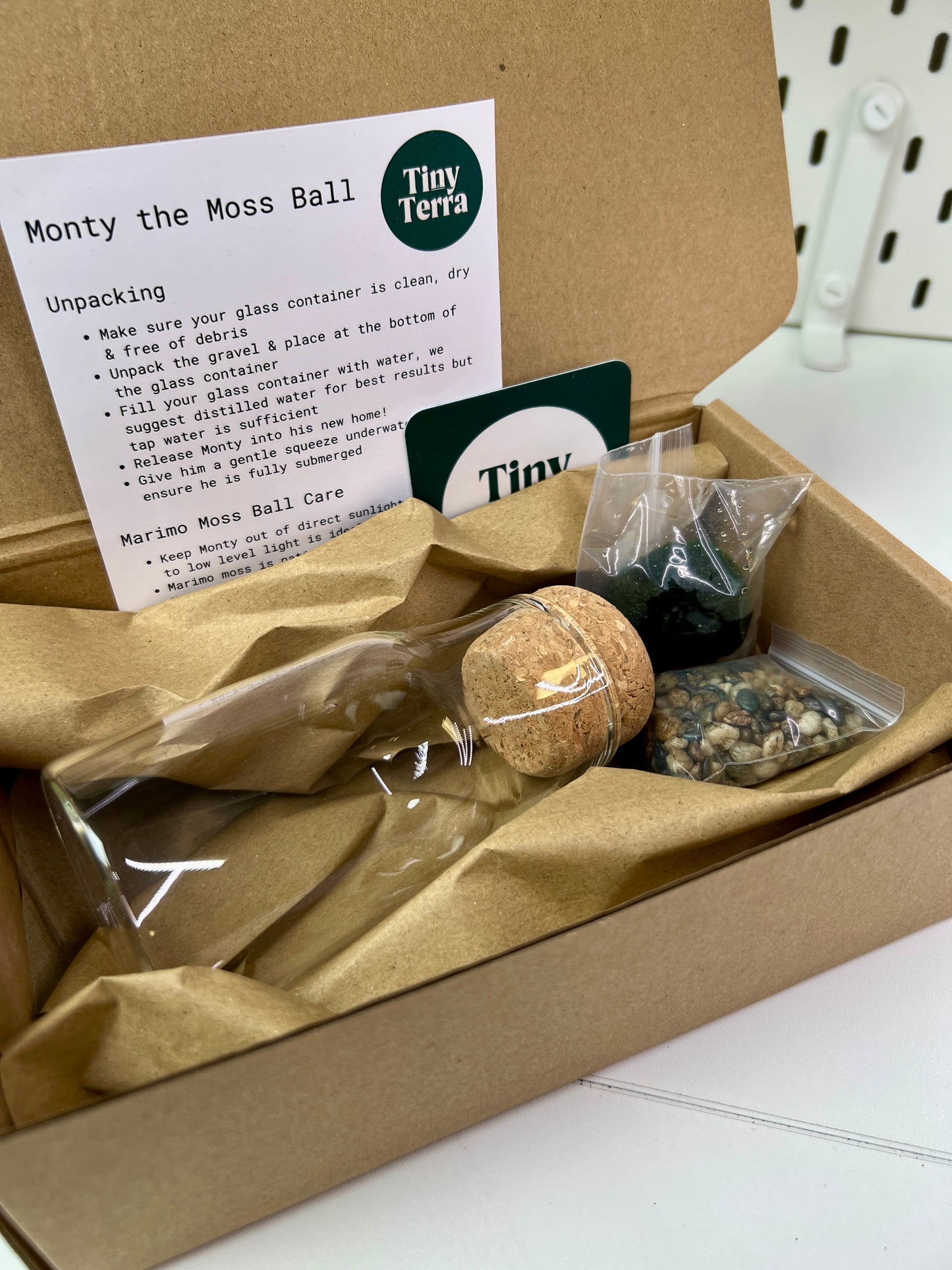 Monty the Mini Moss Ball