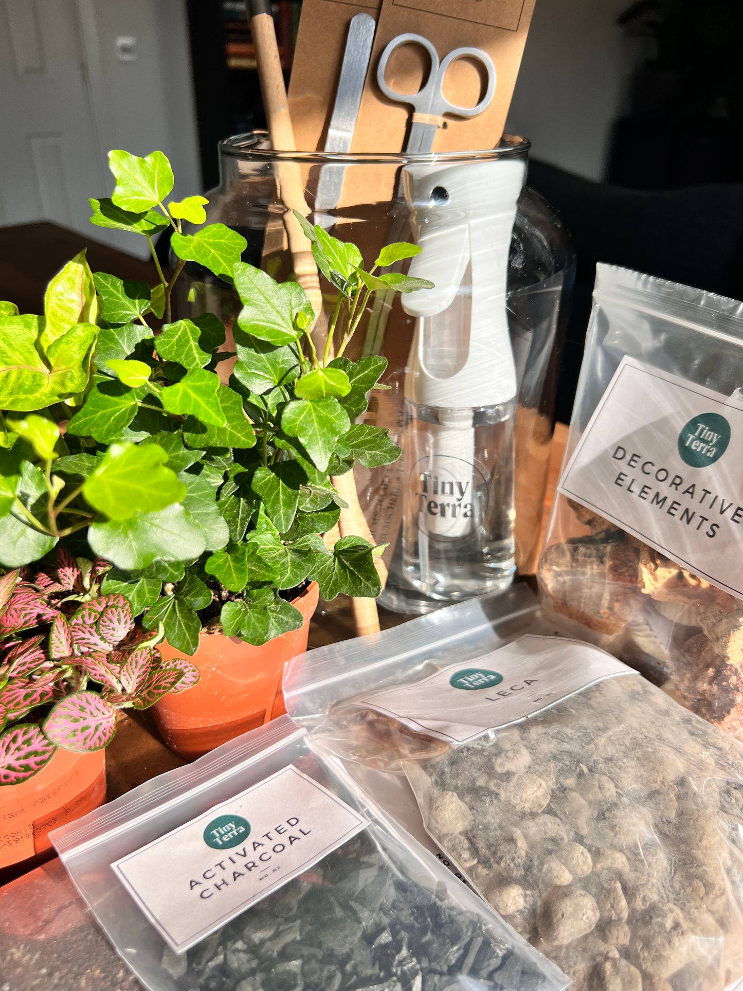 XL DIY Terrarium Kit With Plants + Tools