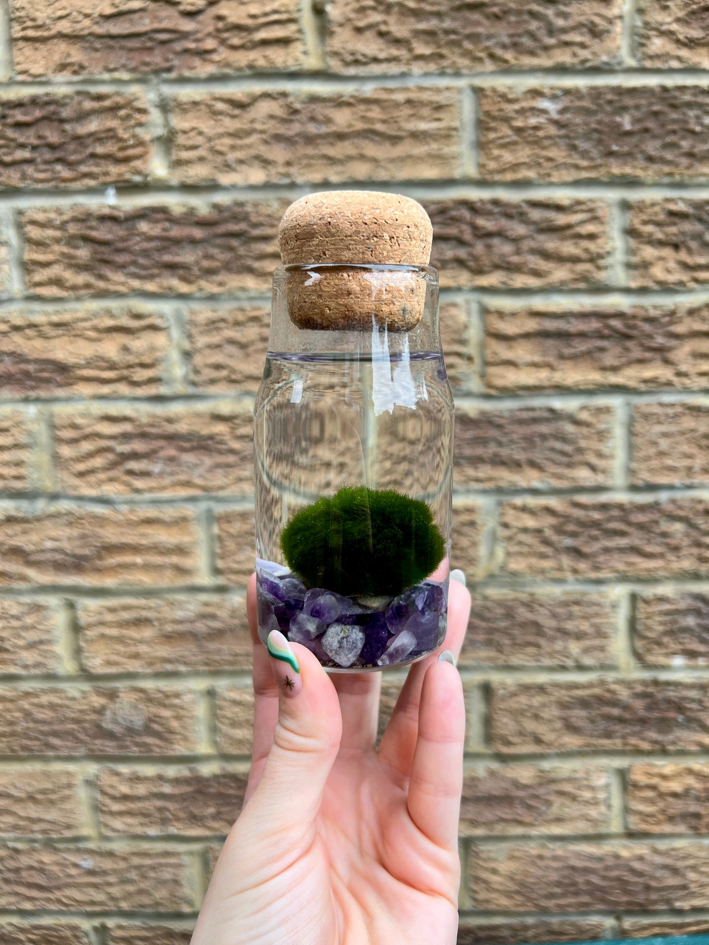 Monty the Mini Moss Ball