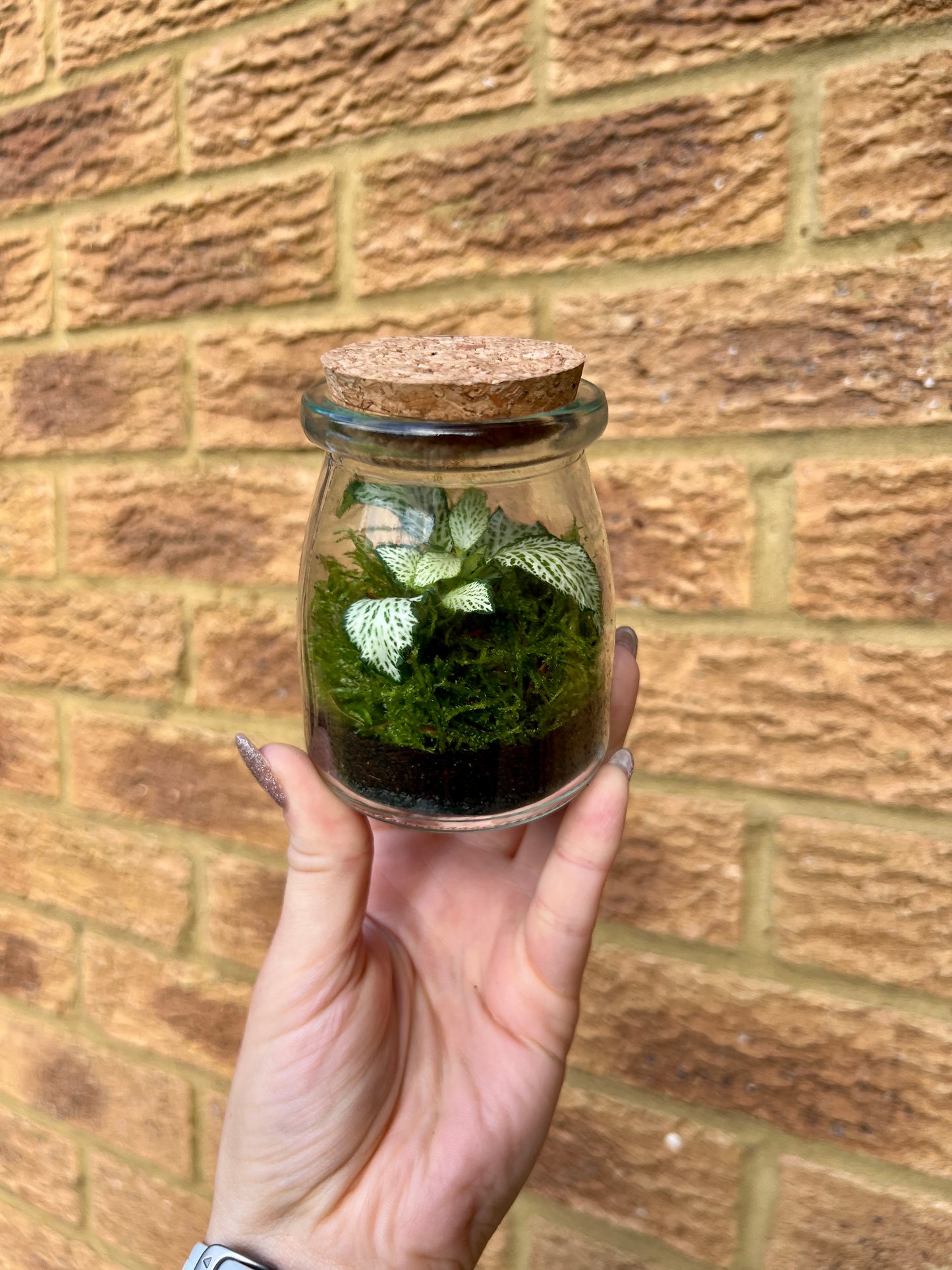 Ready Built Terrarium