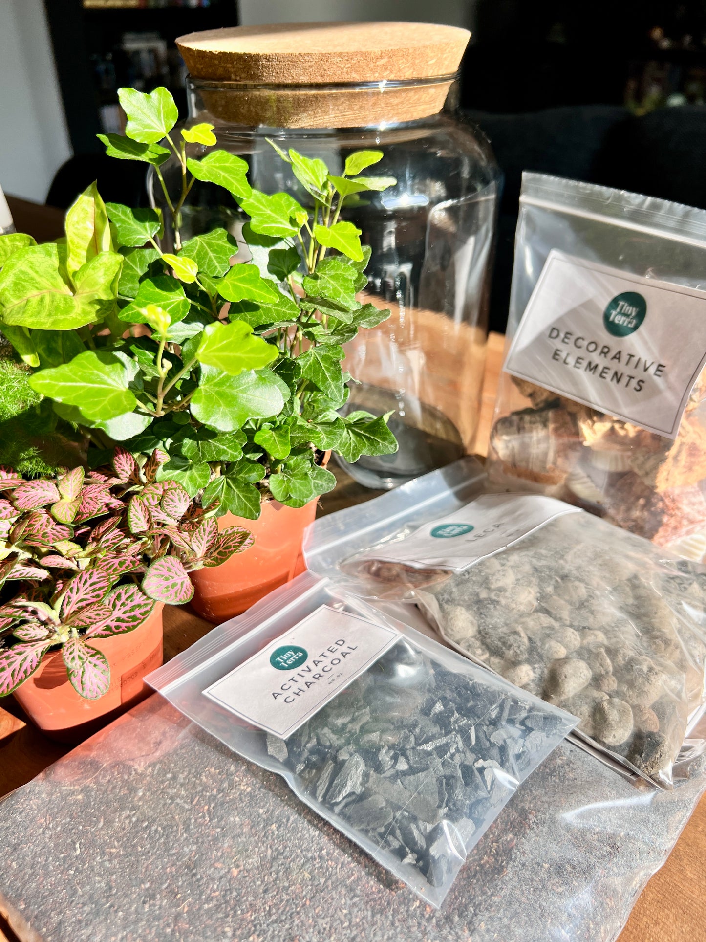 XL DIY Terrarium Kit With Plants + Tools