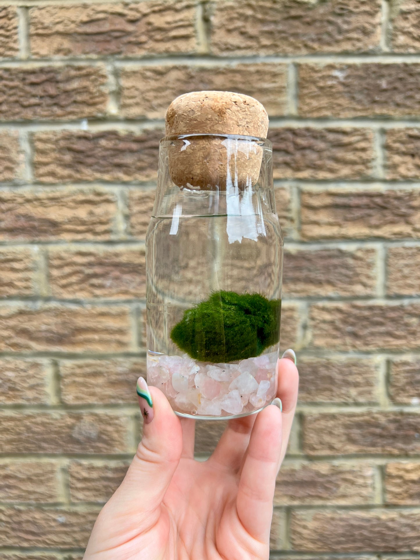 Monty the Mini Moss Ball