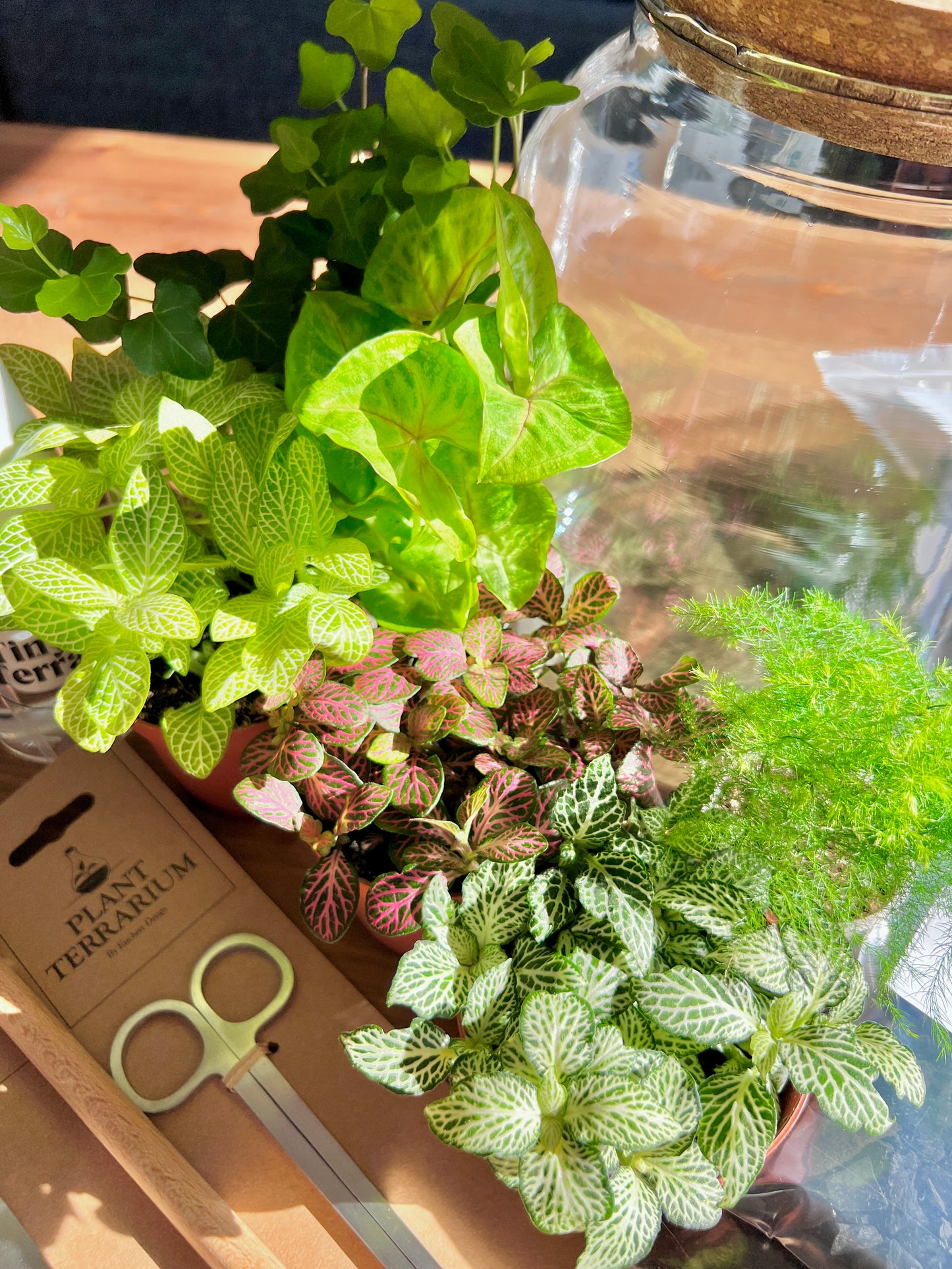 XL DIY Terrarium Kit With Plants