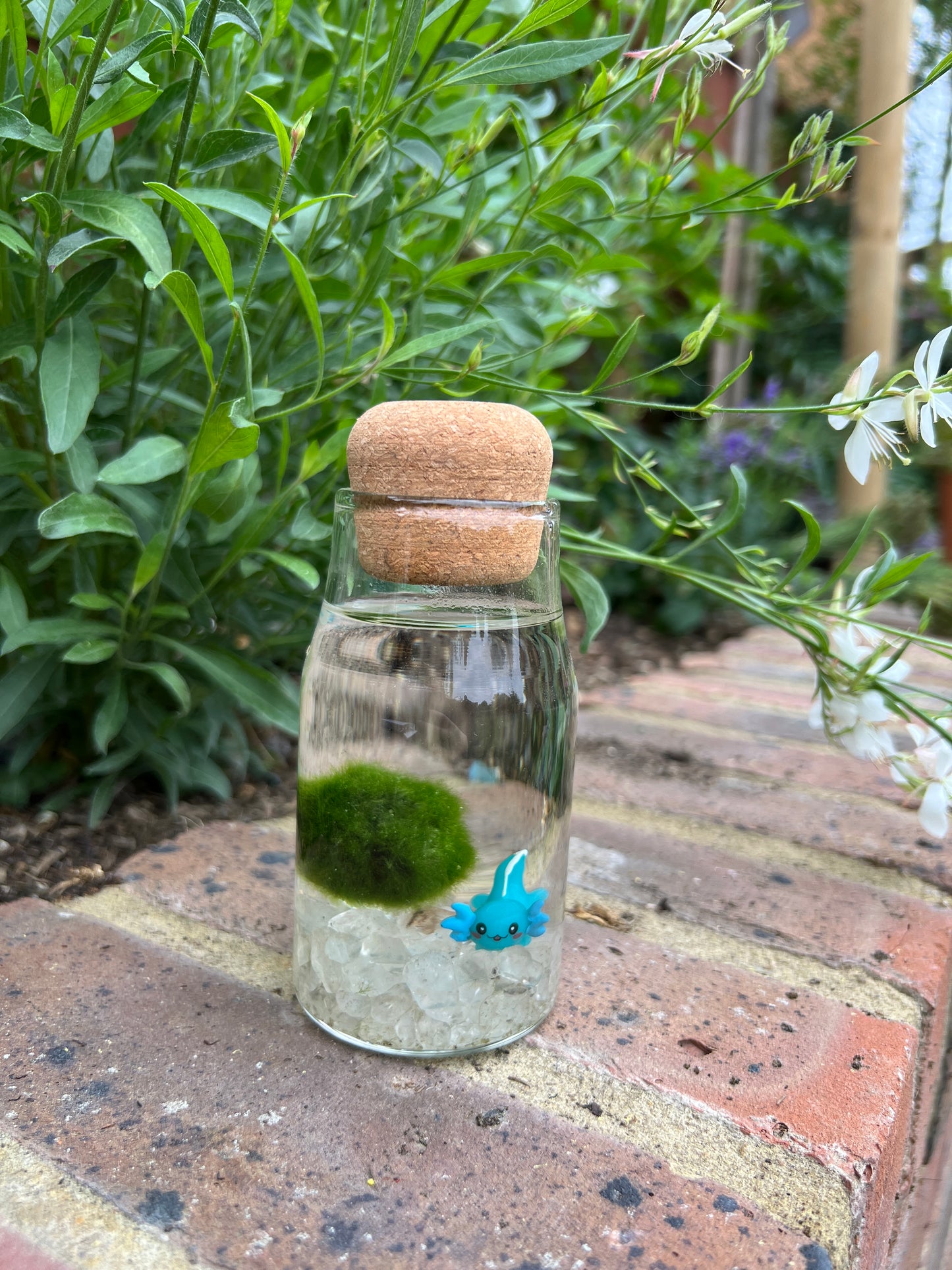 Monty the Mini Moss Ball with Mini Axolotl