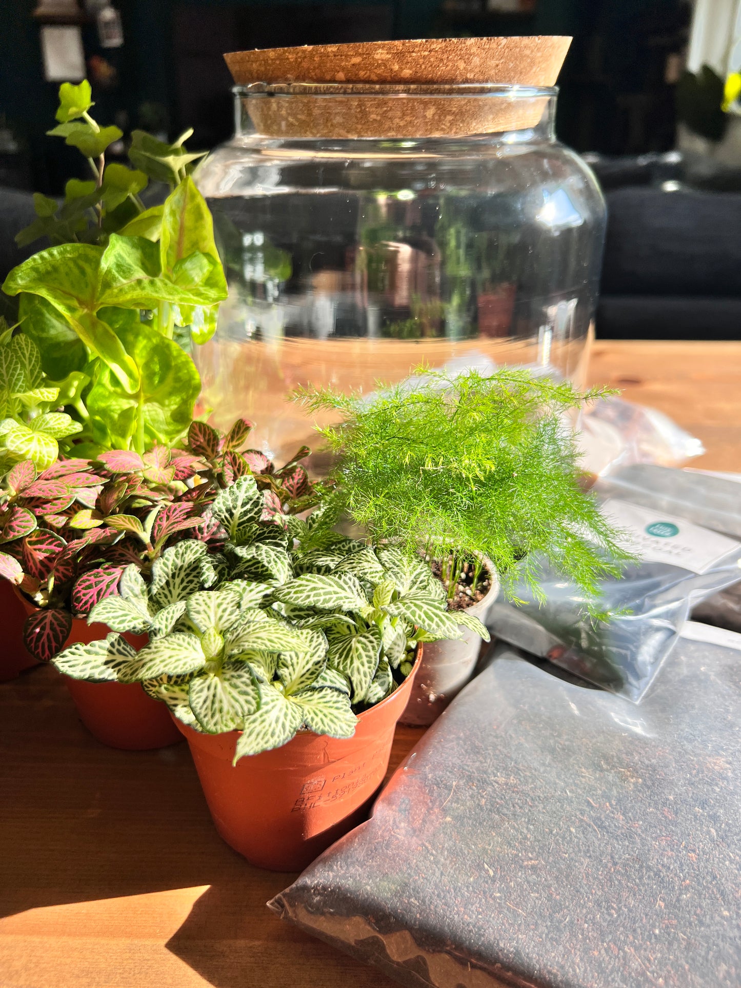 XL DIY Terrarium Kit With Plants