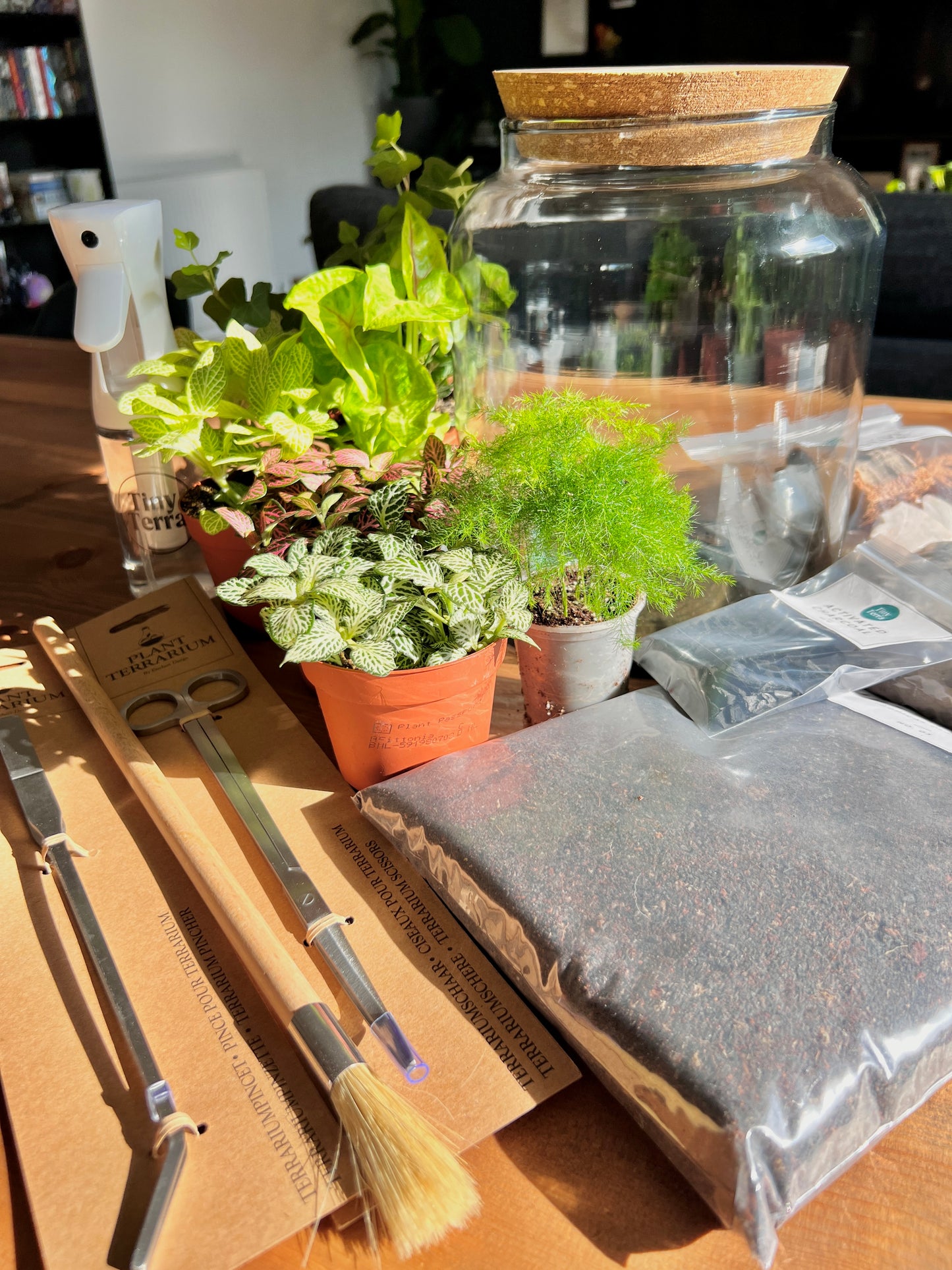XL DIY Terrarium Kit With Plants + Tools