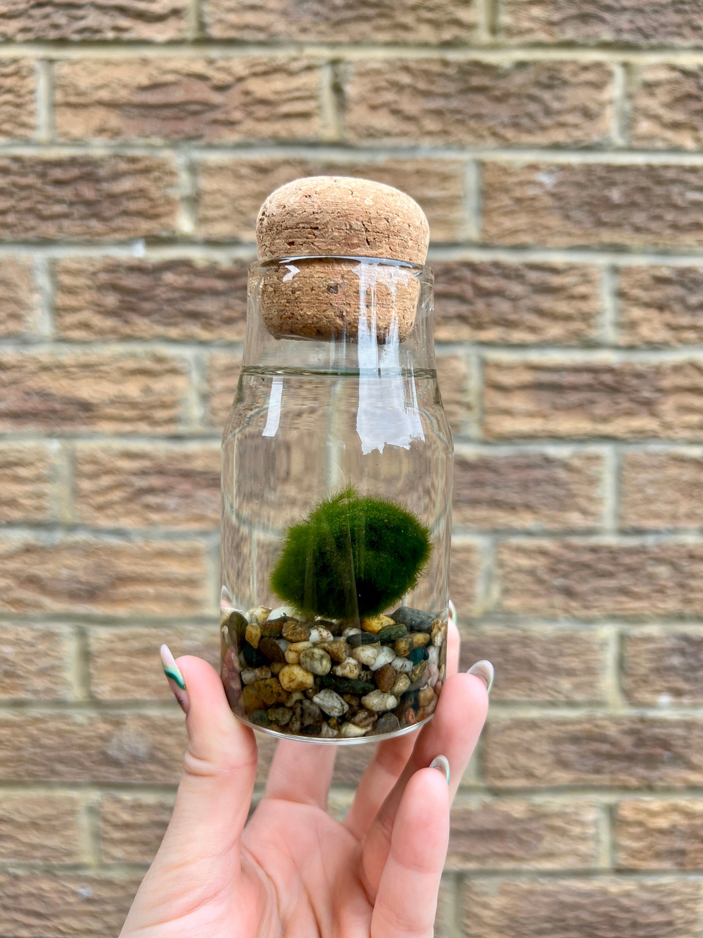 Monty the Mini Moss Ball