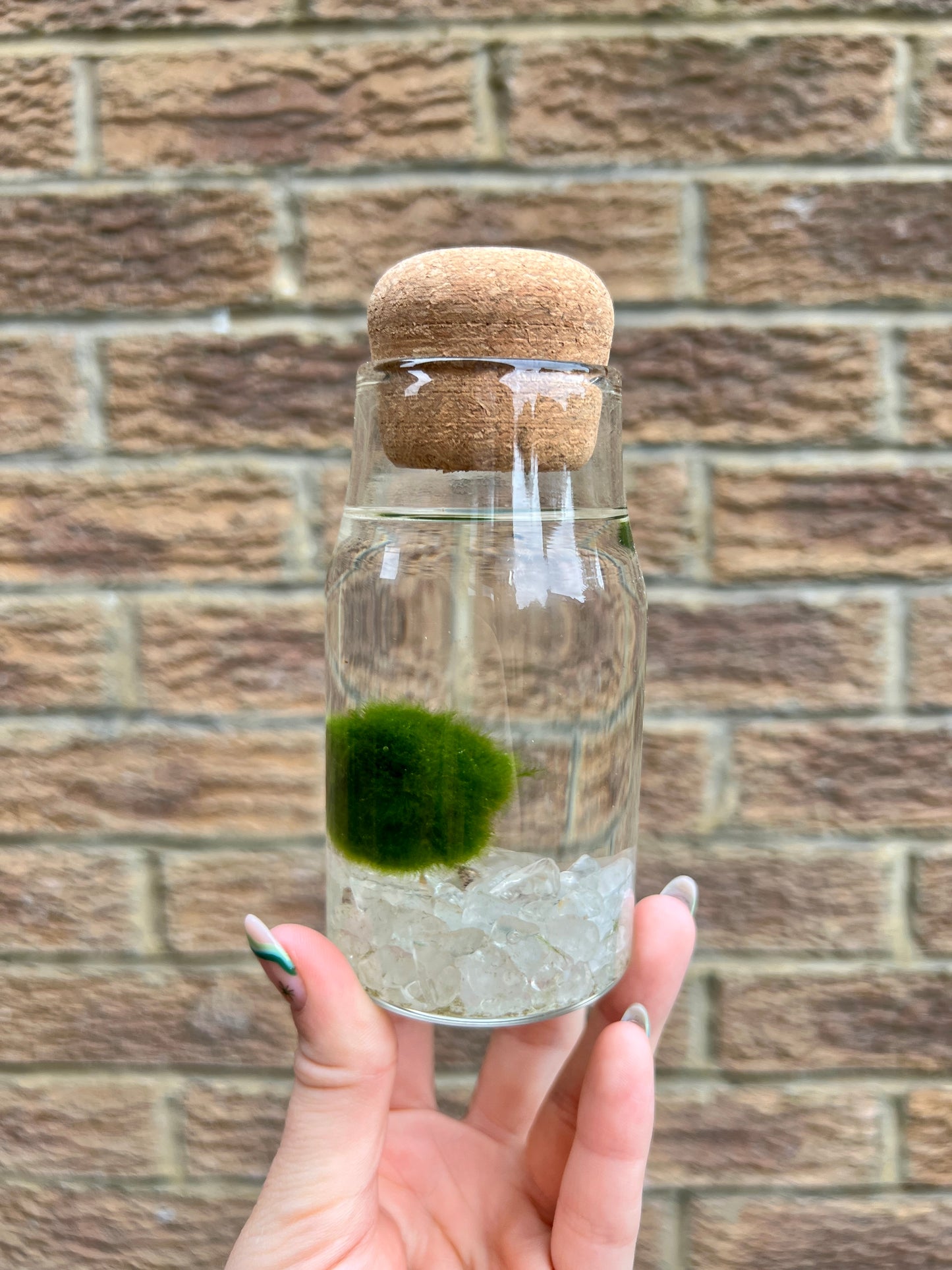 Monty the Mini Moss Ball