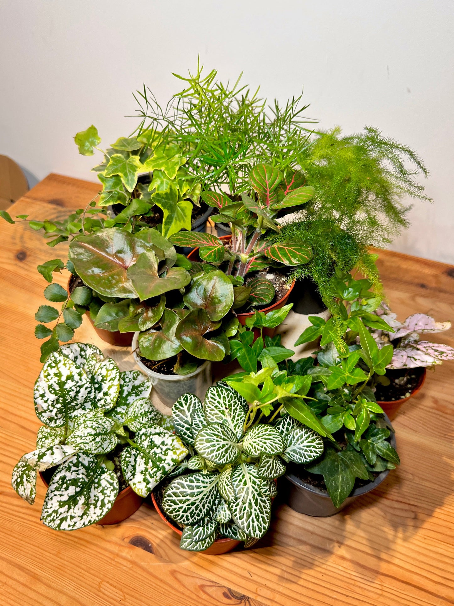 IMPERFECT GLASS - DIY Terrarium Kit With Plants