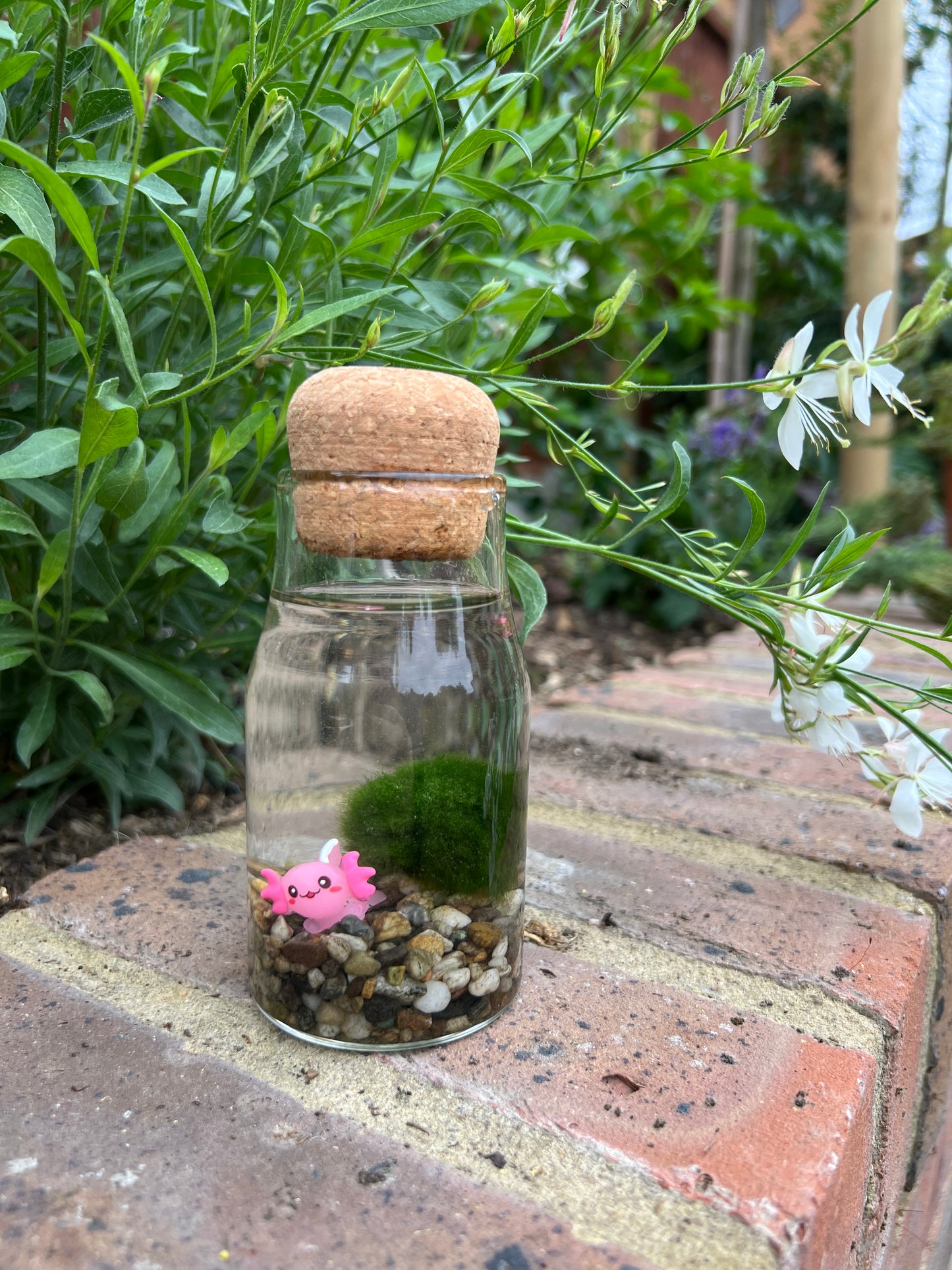 Monty the Mini Moss Ball with Mini Axolotl
