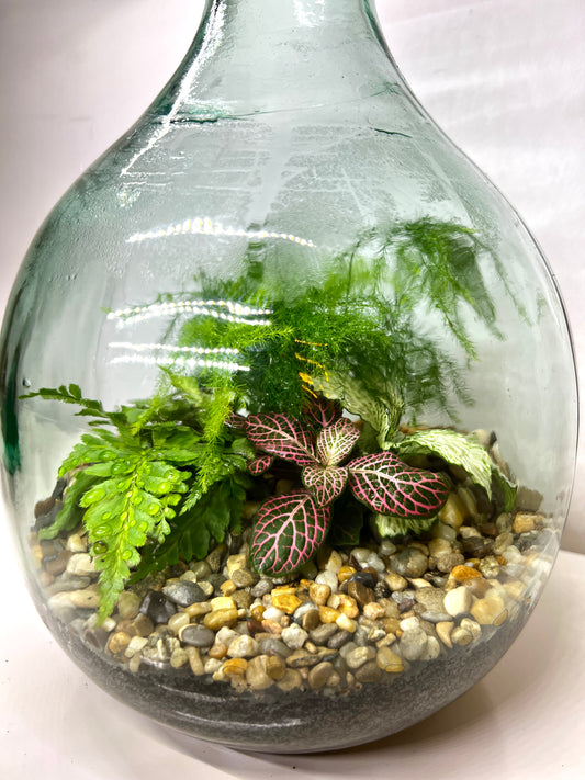 Terrarium Care & Top Tips