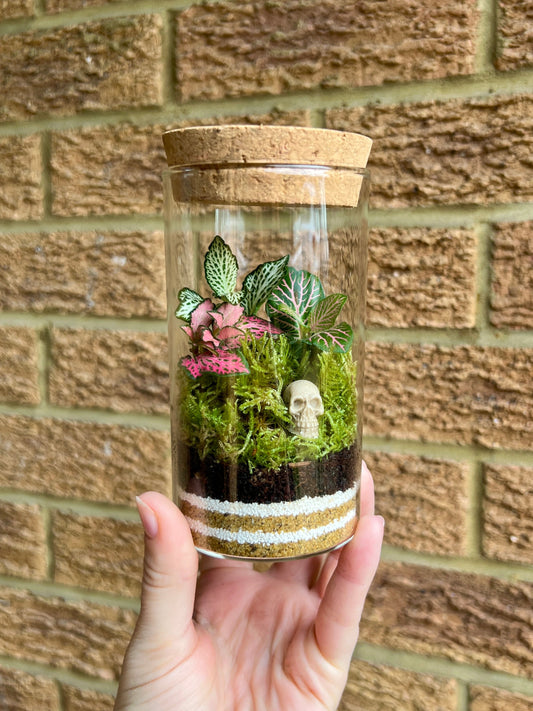 DIY Skull Terrarium Kit