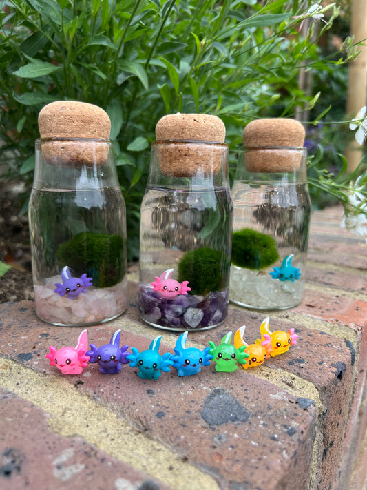 Monty the Mini Moss Ball with Mini Axolotl