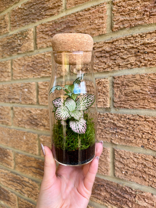 Ready Built Terrarium