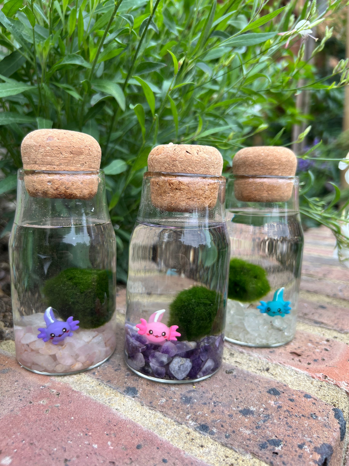Monty the Mini Moss Ball with Mini Axolotl