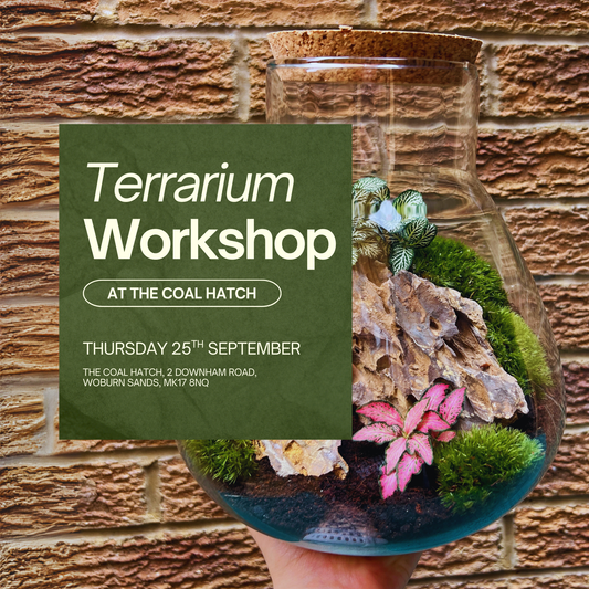 25th September - The Coal Hatch Terrarium Workshop