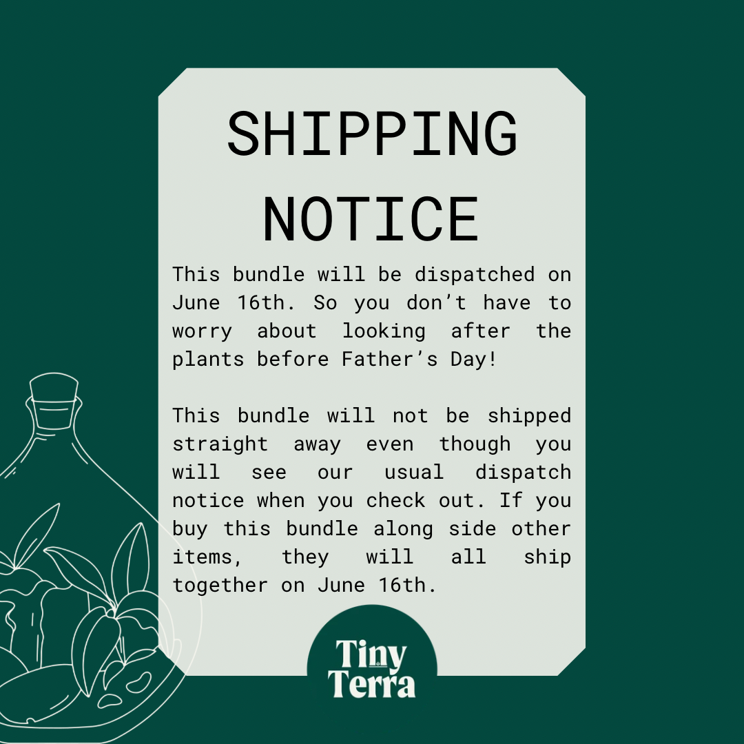 Father’s Day DIY Terrarium Kit Bundle